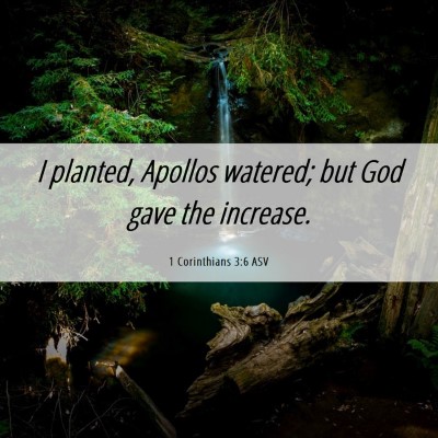 Picture 06 - 1 Corinthians 3:6 ASV - I planted, Apollos watered; but God gave the - Bible Verse Picture