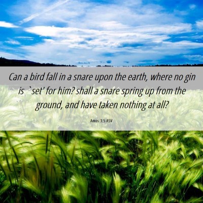 Picture 06 - Amos 3:5 ASV - Can a bird fall in a snare upon the earth, where - Bible Verse Picture