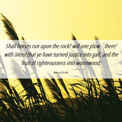 Picture 06 - Amos 6:12 ASV - Shall horses run upon the rock? will one plow - Bible Verse Picture
