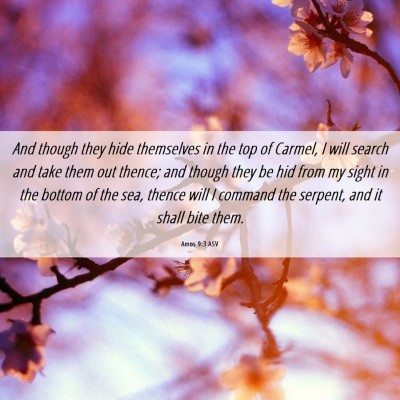 Picture 06 - Amos 9:3 ASV - And though they hide themselves in the top of - Bible Verse Picture