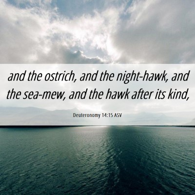 Picture 06 - Deuteronomy 14:15 ASV - and the ostrich, and the night-hawk, and the - Bible Verse Picture