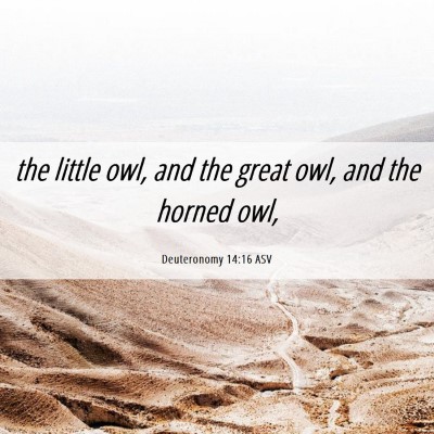 Picture 06 - Deuteronomy 14:16 ASV - the little owl, and the great owl, and the horned - Bible Verse Picture