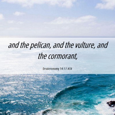 Picture 06 - Deuteronomy 14:17 ASV - and the pelican, and the vulture, and the - Bible Verse Picture
