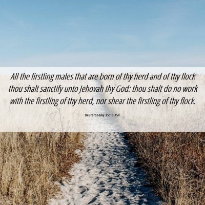 Picture 06 - Deuteronomy 15:19 ASV - All the firstling males that are born of thy herd - Bible Verse Picture