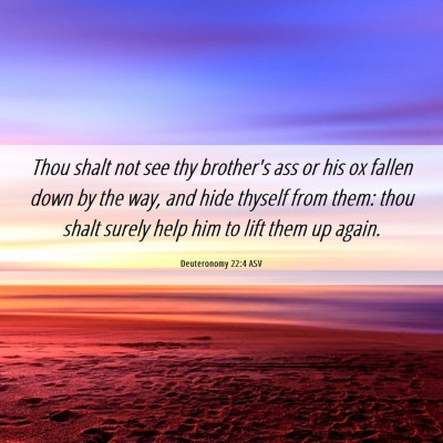 Picture 06 - Deuteronomy 22:4 ASV - Thou shalt not see thy brother's ass or his ox - Bible Verse Picture