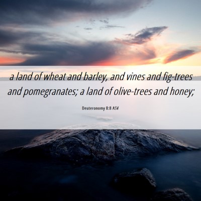 Picture 06 - Deuteronomy 8:8 ASV - a land of wheat and barley, and vines and - Bible Verse Picture