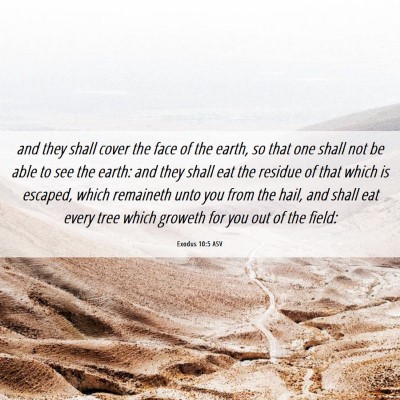 Picture 06 - Exodus 10:5 ASV - and they shall cover the face of the earth, so - Bible Verse Picture