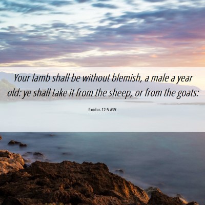 Picture 06 - Exodus 12:5 ASV - Your lamb shall be without blemish, a male a year - Bible Verse Picture