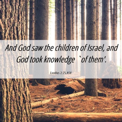 Picture 06 - Exodus 2:25 ASV - And God saw the children of Israel, and God took - Bible Verse Picture