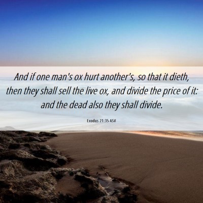 Picture 06 - Exodus 21:35 ASV - And if one man's ox hurt another's, so that it - Bible Verse Picture