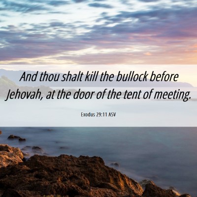 Picture 06 - Exodus 29:11 ASV - And thou shalt kill the bullock before Jehovah, - Bible Verse Picture
