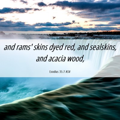 Picture 06 - Exodus 35:7 ASV - and rams' skins dyed red, and sealskins, and - Bible Verse Picture