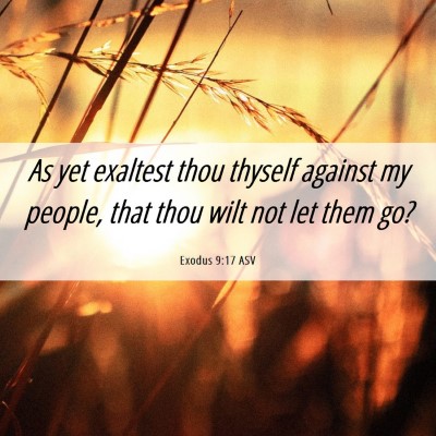 Picture 06 - Exodus 9:17 ASV - As yet exaltest thou thyself against my people, - Bible Verse Picture