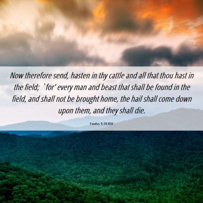 Picture 06 - Exodus 9:19 ASV - Now therefore send, hasten in thy cattle and all - Bible Verse Picture