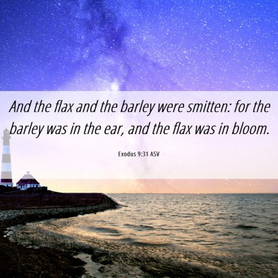 Picture 06 - Exodus 9:31 ASV - And the flax and the barley were smitten: for the - Bible Verse Picture