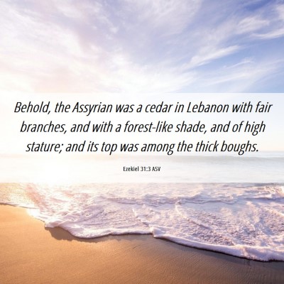 Picture 06 - Ezekiel 31:3 ASV - Behold, the Assyrian was a cedar in Lebanon with - Bible Verse Picture
