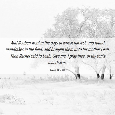 Picture 06 - Genesis 30:14 ASV - And Reuben went in the days of wheat harvest, and - Bible Verse Picture