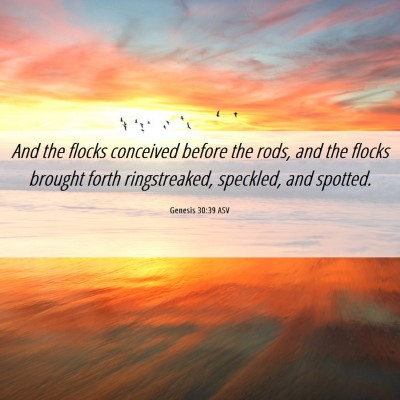 Picture 06 - Genesis 30:39 ASV - And the flocks conceived before the rods, and the - Bible Verse Picture