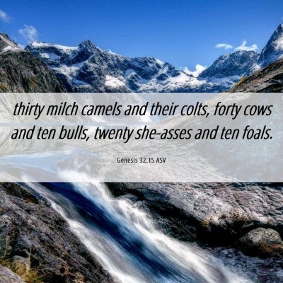 Picture 06 - Genesis 32:15 ASV - thirty milch camels and their colts, forty cows - Bible Verse Picture