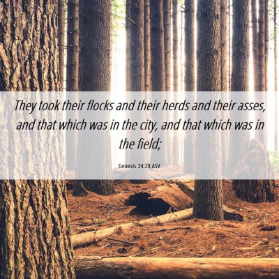 Picture 06 - Genesis 34:28 ASV - They took their flocks and their herds and their - Bible Verse Picture