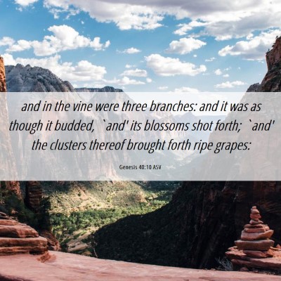 Picture 06 - Genesis 40:10 ASV - and in the vine were three branches: and it was - Bible Verse Picture