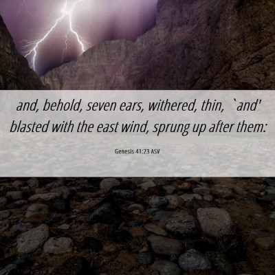 Picture 06 - Genesis 41:23 ASV - and, behold, seven ears, withered, thin, `and' - Bible Verse Picture