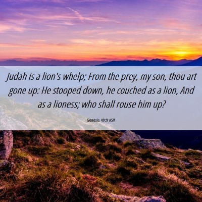 Picture 06 - Genesis 49:9 ASV - Judah is a lion's whelp; From the prey, my son, - Bible Verse Picture