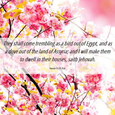 Picture 06 - Hosea 11:11 ASV - They shall come trembling as a bird out of Egypt, - Bible Verse Picture