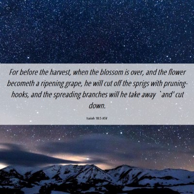 Picture 06 - Isaiah 18:5 ASV - For before the harvest, when the blossom is over, - Bible Verse Picture