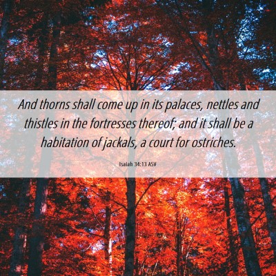 Picture 06 - Isaiah 34:13 ASV - And thorns shall come up in its palaces, nettles - Bible Verse Picture