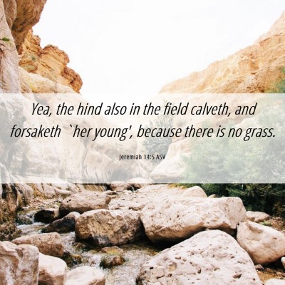 Picture 06 - Jeremiah 14:5 ASV - Yea, the hind also in the field calveth, and - Bible Verse Picture