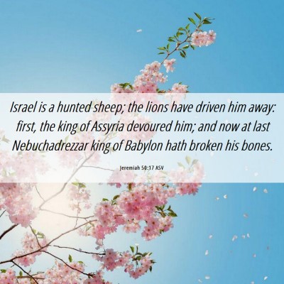 Picture 06 - Jeremiah 50:17 ASV - Israel is a hunted sheep; the lions have driven - Bible Verse Picture