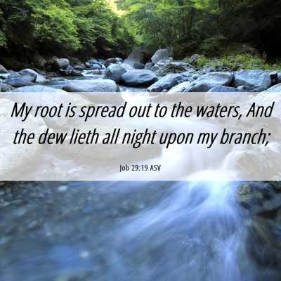 Picture 06 - Job 29:19 ASV - My root is spread out to the waters, And the dew - Bible Verse Picture