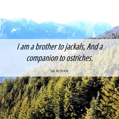 Picture 06 - Job 30:29 ASV - I am a brother to jackals, And a companion to - Bible Verse Picture