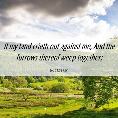 Picture 06 - Job 31:38 ASV - If my land crieth out against me, And the furrows - Bible Verse Picture