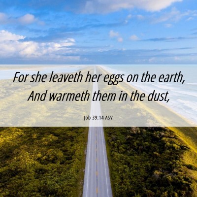Picture 06 - Job 39:14 ASV - For she leaveth her eggs on the earth, And - Bible Verse Picture