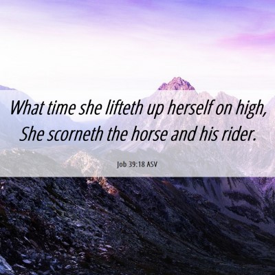 Picture 06 - Job 39:18 ASV - What time she lifteth up herself on high, She - Bible Verse Picture