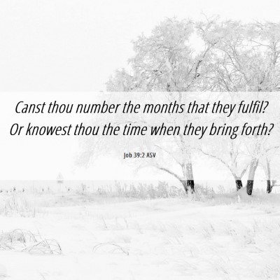 Picture 06 - Job 39:2 ASV - Canst thou number the months that they fulfil? Or - Bible Verse Picture