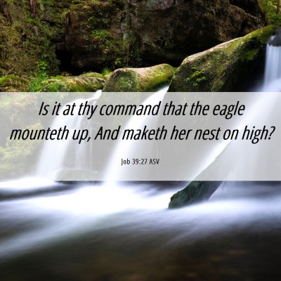 Picture 06 - Job 39:27 ASV - Is it at thy command that the eagle mounteth up, - Bible Verse Picture