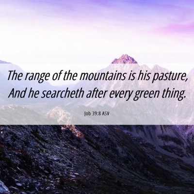 Picture 06 - Job 39:8 ASV - The range of the mountains is his pasture, And he - Bible Verse Picture