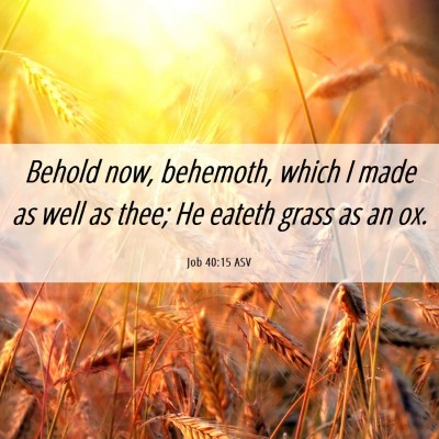 Picture 06 - Job 40:15 ASV - Behold now, behemoth, which I made as well as - Bible Verse Picture