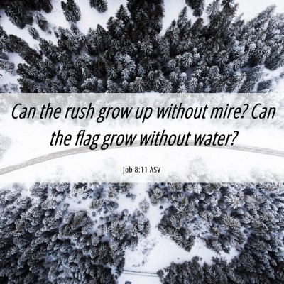 Picture 06 - Job 8:11 ASV - Can the rush grow up without mire? Can the flag - Bible Verse Picture