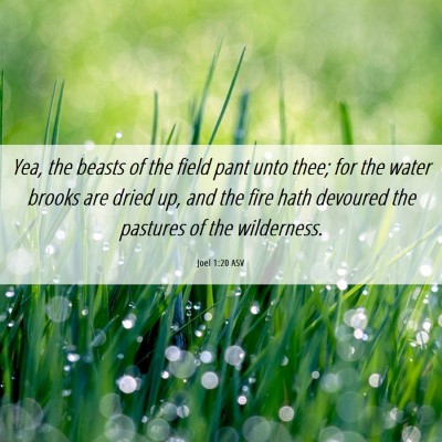 Picture 06 - Joel 1:20 ASV - Yea, the beasts of the field pant unto thee; for - Bible Verse Picture