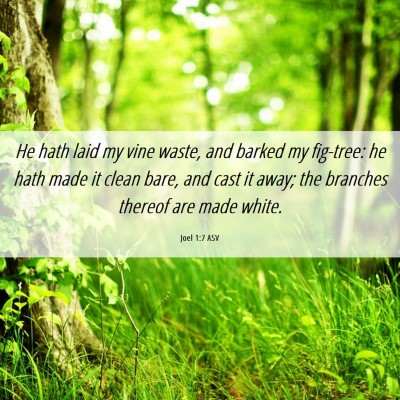 Picture 06 - Joel 1:7 ASV - He hath laid my vine waste, and barked my - Bible Verse Picture