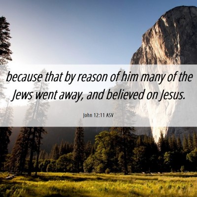 Picture 06 - John 12:11 ASV - because that by reason of him many of the Jews - Bible Verse Picture