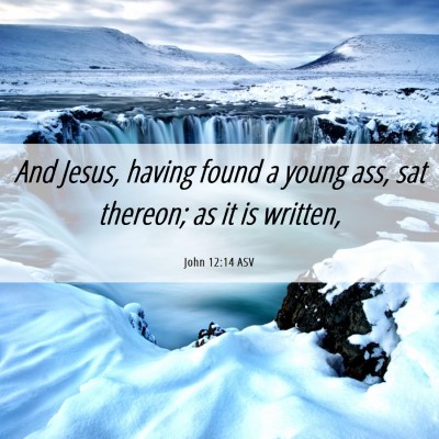 Picture 06 - John 12:14 ASV - And Jesus, having found a young ass, sat thereon; - Bible Verse Picture