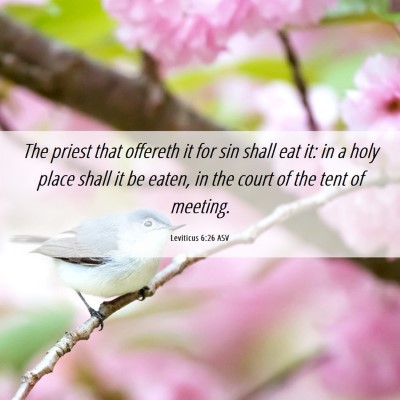 Picture 06 - Leviticus 6:26 ASV - The priest that offereth it for sin shall eat it: - Bible Verse Picture
