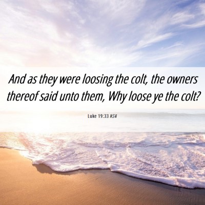 Picture 06 - Luke 19:33 ASV - And as they were loosing the colt, the owners - Bible Verse Picture