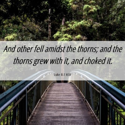 Picture 06 - Luke 8:7 ASV - And other fell amidst the thorns; and the thorns - Bible Verse Picture
