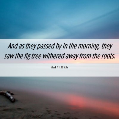 Picture 06 - Mark 11:20 ASV - And as they passed by in the morning, they saw - Bible Verse Picture